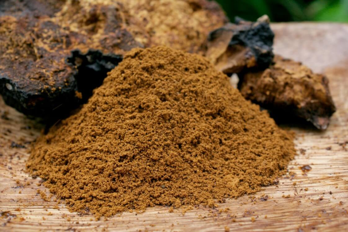 Chaga Mushroom The Gift From God