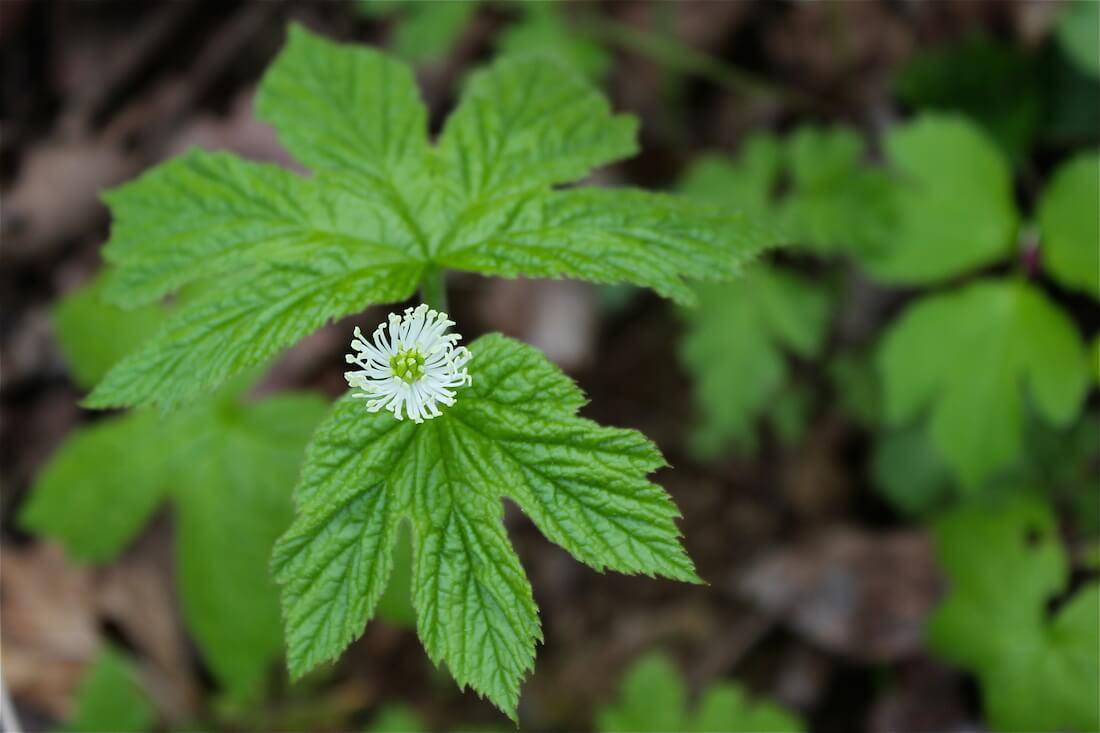 Benefits and Uses of Goldenseal Root