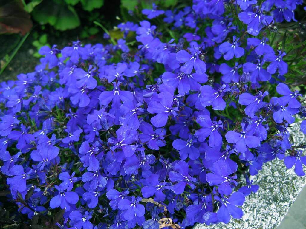 The Numerous Health Benefits of Lobelia