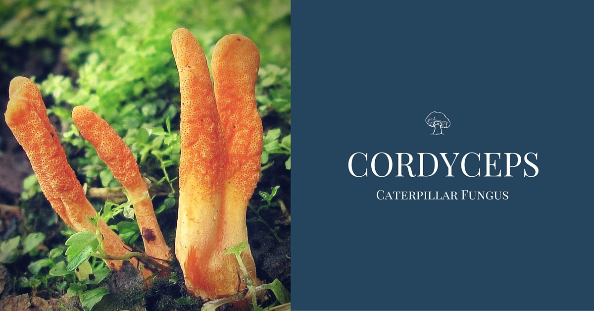 Cordyceps Sinensis