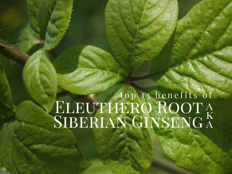 Eleuthero Root (Siberian Ginseng) Top 13 Health Benefits