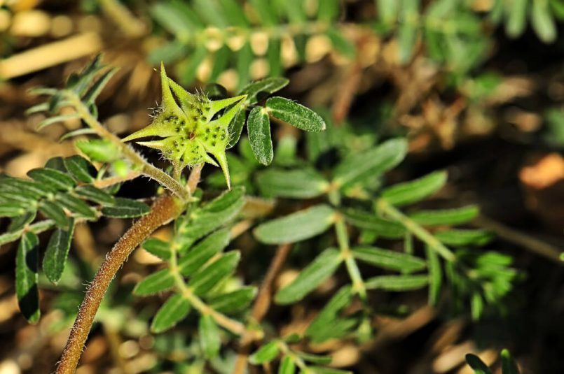 Tribulus Terrestris 19 MindBlowing Benefits (Today)