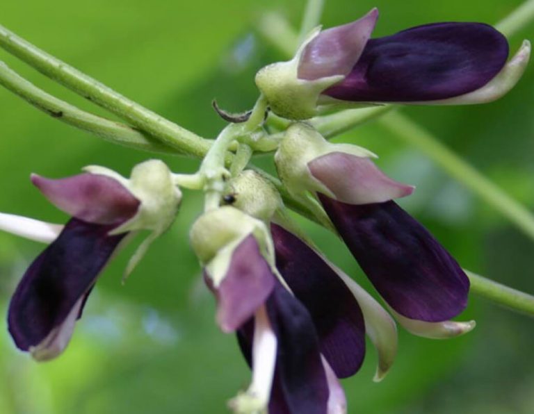 Mucuna Pruriens Health Benefits, Risks [Latest 2022 Research]