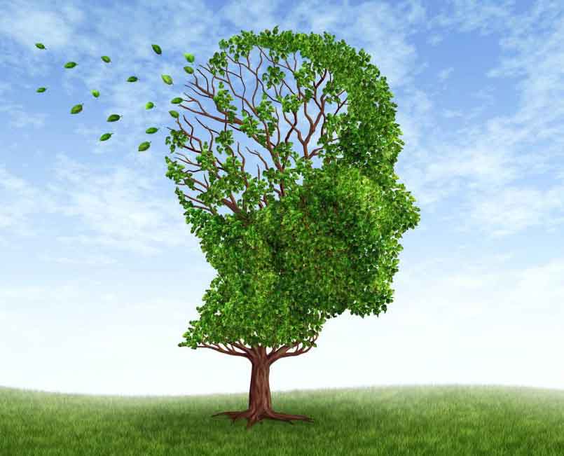 herbs for boosting memory and brain function