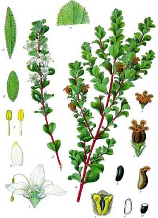 Agathosma betulina (Buchu Plant)