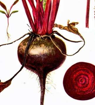 beta vulgaris