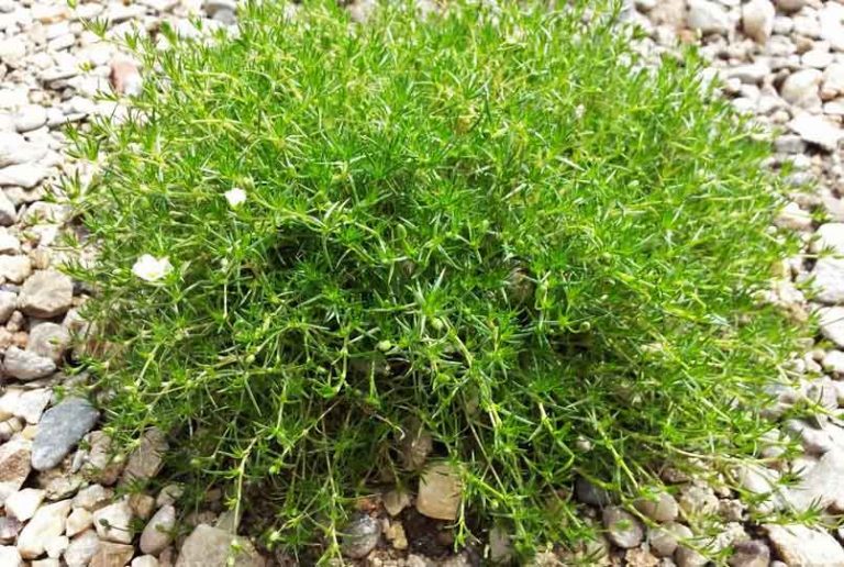 Irish Moss The Sea Vegetable Loaded With Benefits [2022 Research