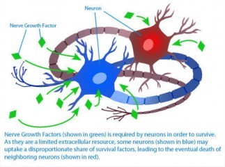 Nerve Growth Factor