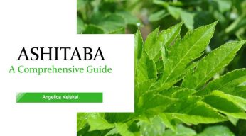Ashitaba - A Comprehensive Guide