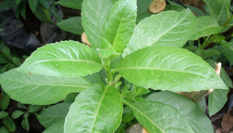 Ashitaba Benefits [A Comprehensive New Guide] - urbol.com