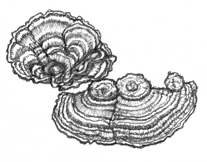 Turkey Tail Mushroom: 4 Main Benefits [Newest Results] - urbol.com