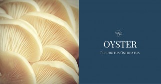 Oyster Mushroom