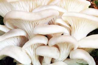 Oyster Mushroom (Pleurotus Ostreatus)