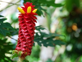 Costus Root: Top 9 Health Benefits (Latest Findings)