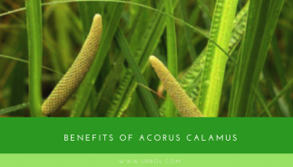 benefits of calamus root
