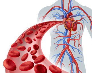 Health Benefits of Ashitaba - Blood circulation