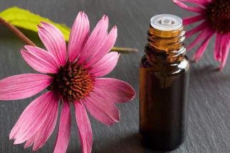 The Stages of a Cold - Echinacea