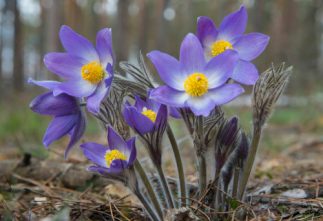 The Stages of a Cold - Pulsatilla