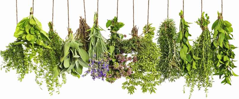 best herbs for the immune system
